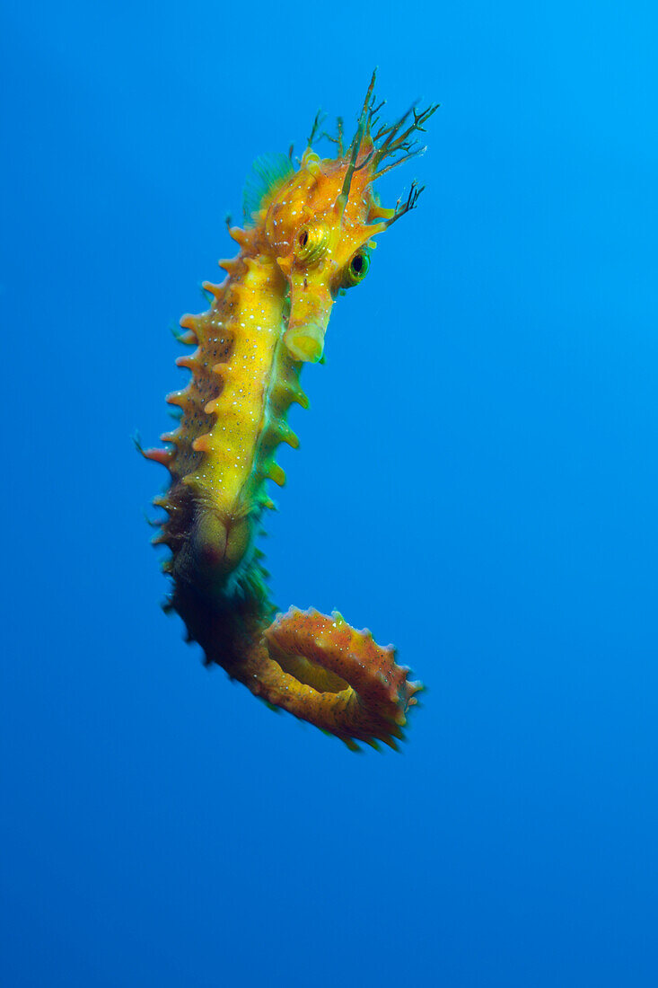 Longsnouted Seahorse, Hippocampus ramulosus, Tamariu, Costa Brava, Mediterranean Sea, Spain