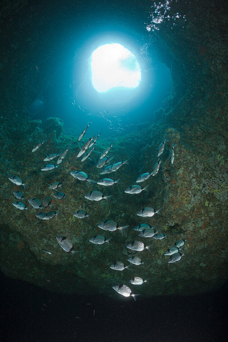 Two-banded Breams inside Cave, Diplodus vulgaris, Dofi South, Medes Islands, Costa Brava, Mediterranean Sea, Spain