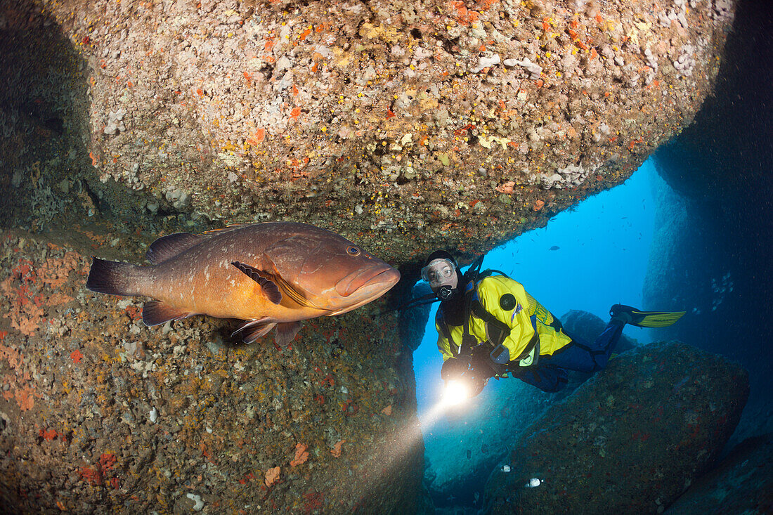 Taucher und Brauner Zackenbarsch in Hoehle, Epinephelus marginatus, Dofi Nord, Medes Inseln, Costa Brava, Mittelmeer, Spanien