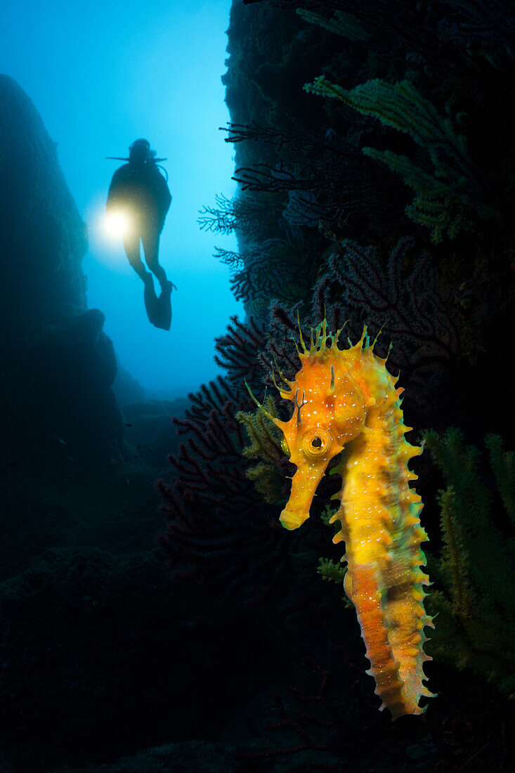 Scuba Divng with Seahorses at Medes Islands, Hippocampus ramulosus, Carall Bernat, Costa Brava, Mediterranean Sea, Spain