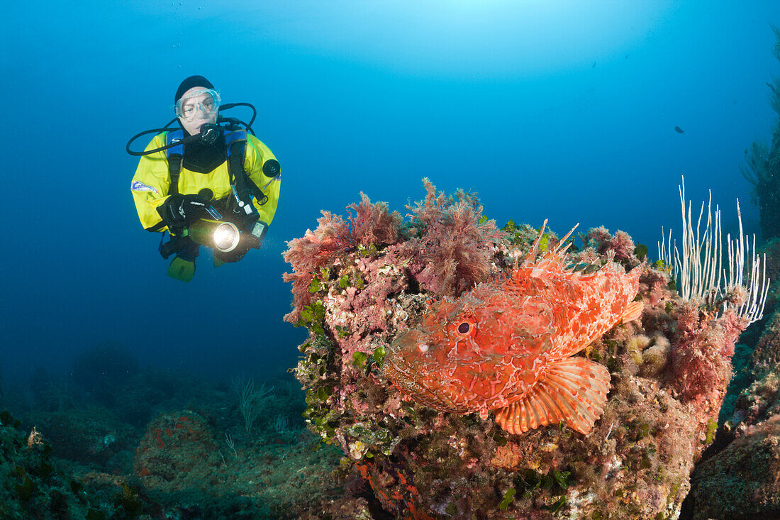 Great Rockfish and Scuba Diver, Scorpaena scrofa, Les Ferranelles, Medes Islands, Costa Brava, Mediterranean Sea, Spain
