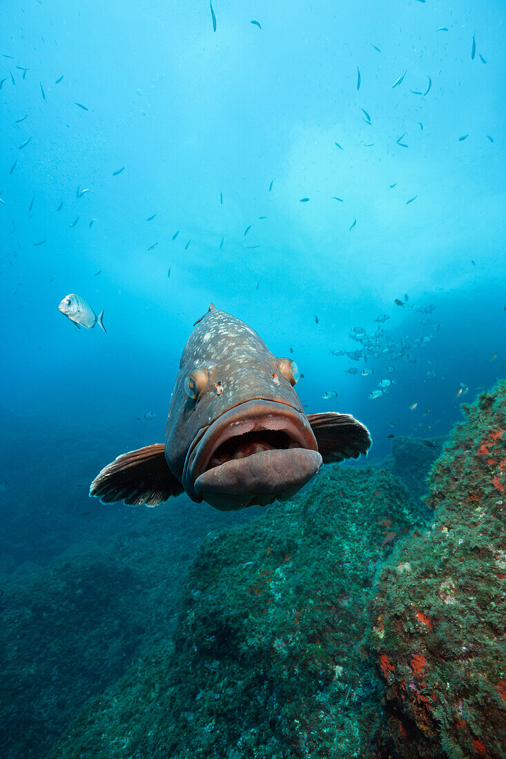 Brauner Zackenbarsch, Epinephelus marginatus, Carall Bernat, Medes Inseln, Costa Brava, Mittelmeer, Spanien