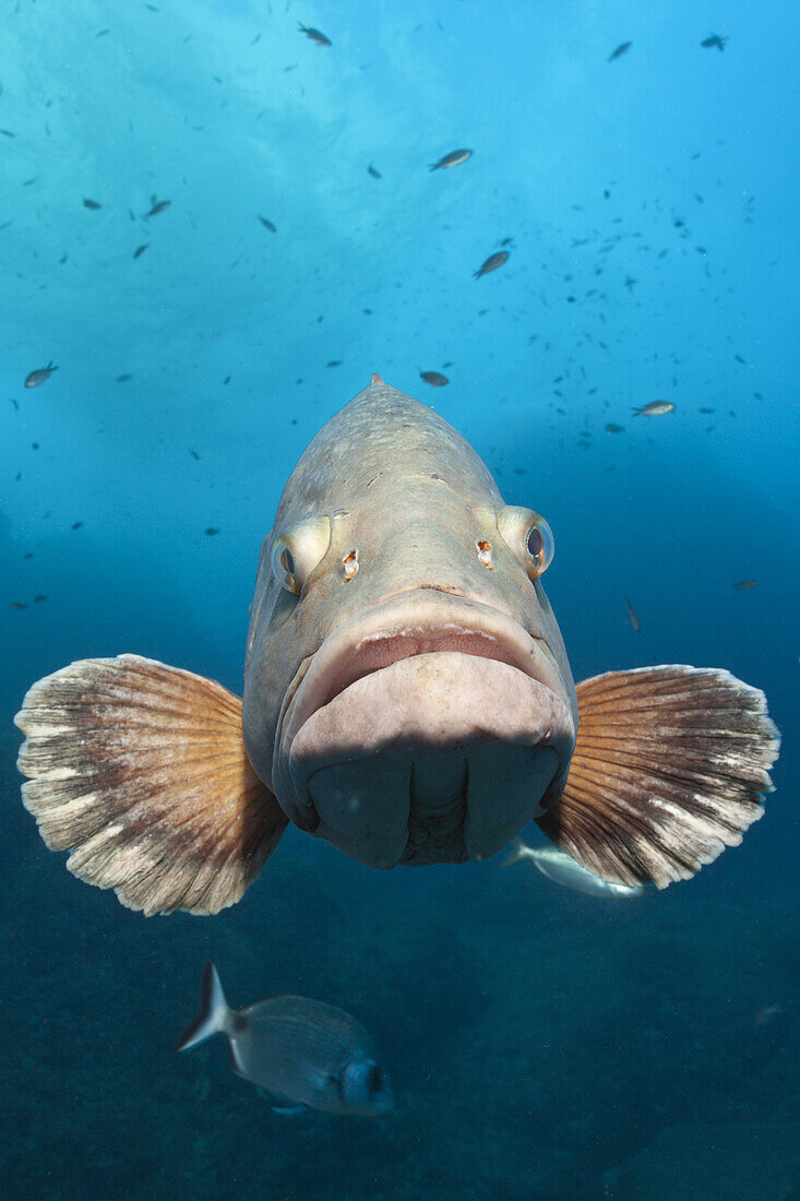 Dusky Grouper, Epinephelus marginatus, Carall Bernat, Medes Islands, Costa Brava, Mediterranean Sea, Spain