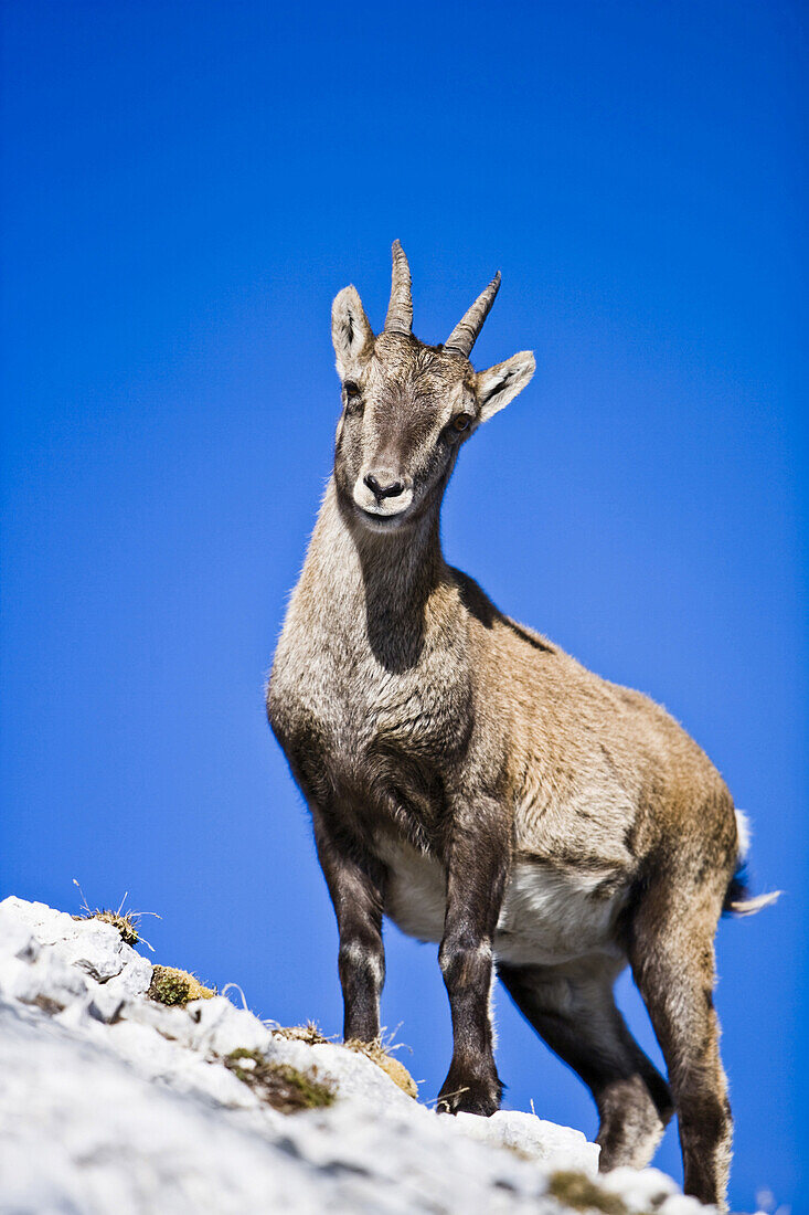 Gämse am Montasch, Julische Alpen, Friaul-Julisch Venetien, Italien