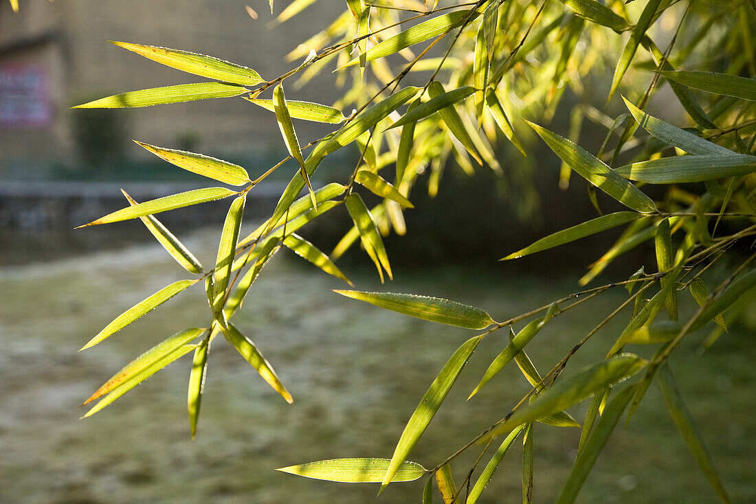 Bambuspflanze im Sonnenlicht, Siedlungsgebiet des Volksstammes der Hakka, Hongkeng, Longyan, Fujian, China, Asien