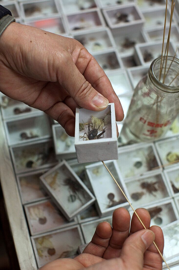 Boxes of fighting crickets for sale at the bird market, Shanghai, China, China, Asia