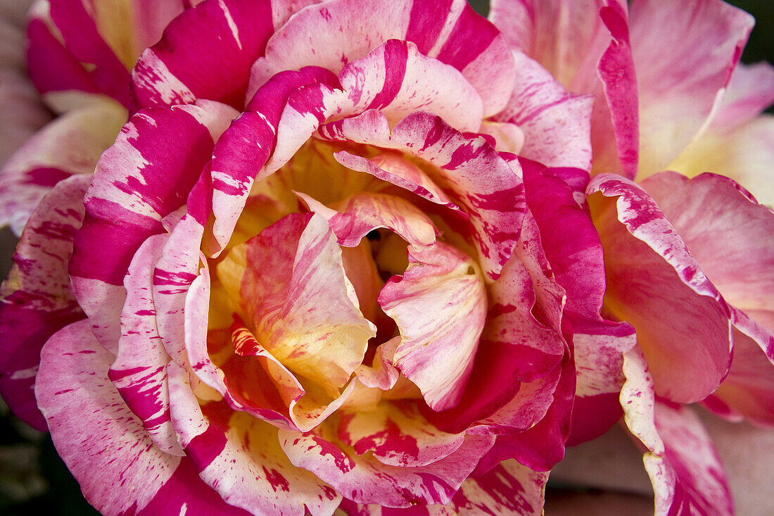 Europa Rosarium in Sangerhausen, the largest collection of roses in the world, Saxony-Anhalt, Germany, Europe