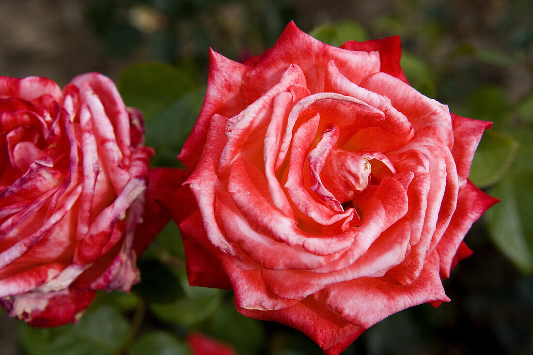 Europa Rosarium in Sangerhausen, the largest collection of roses in the world, Saxony-Anhalt, Germany, Europe