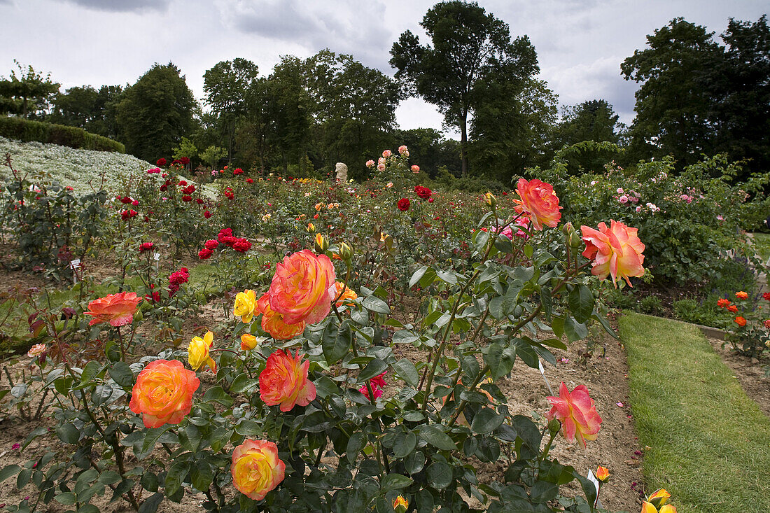 Europa Rosarium in Sangerhausen, the largest collection of roses in the world, Saxony-Anhalt, Germany, Europe