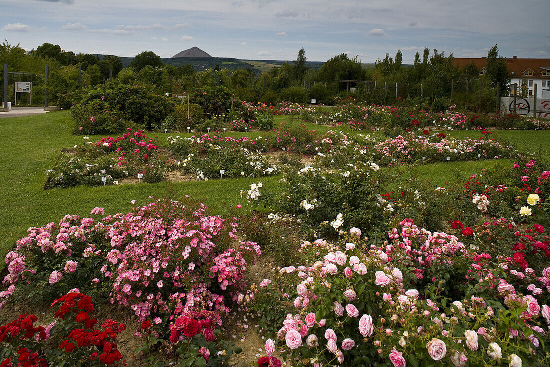 Europa-Rosarium in Sangerhausen, die größte Rosensammlung der Welt, Sachsen-Anhalt, Deutschland, Europa