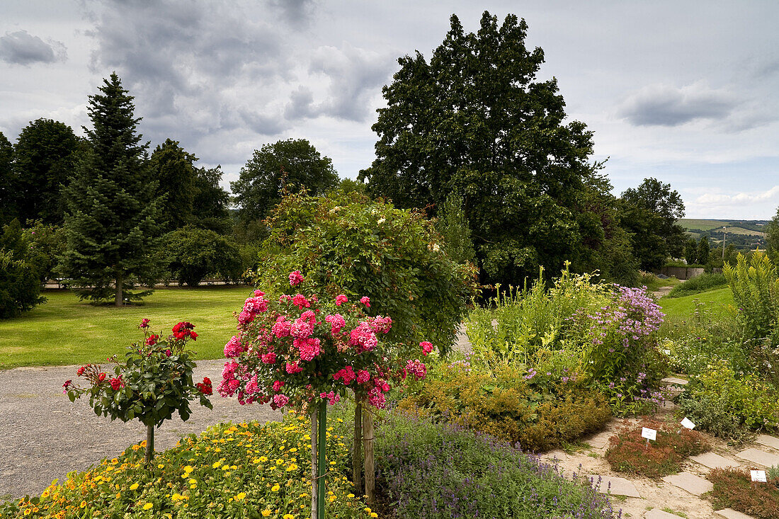 Europa-Rosarium in Sangerhausen, die größte Rosensammlung der Welt, Sachsen-Anhalt, Deutschland, Europa