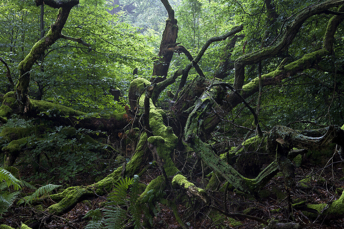 Urwald im Reinhardswald, Kassel, Hessen, Deutschland, Europa