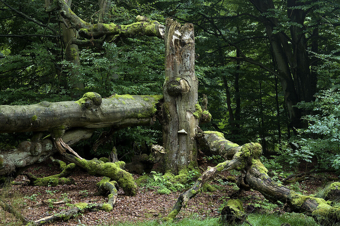 Urwald im Reinhardswald, Kassel, Hessen, Deutschland, Europa