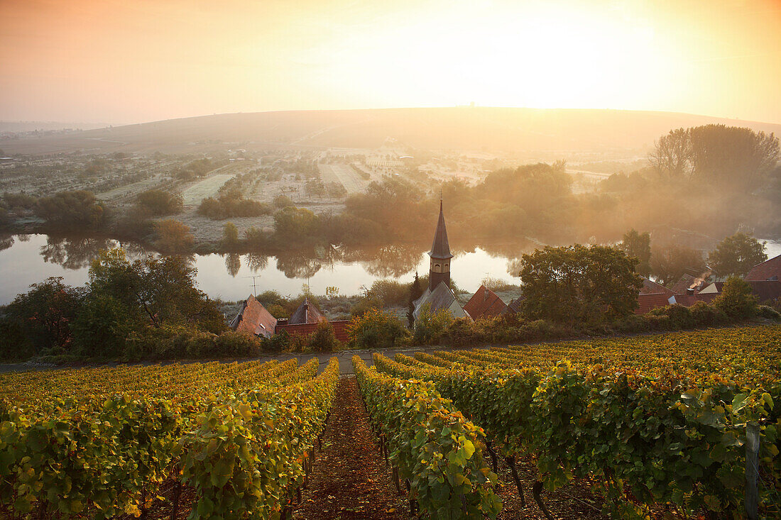 Blick über Weinberg auf Volkach-Köhler, Mainfranken, Franken, Bayern, Deutschland