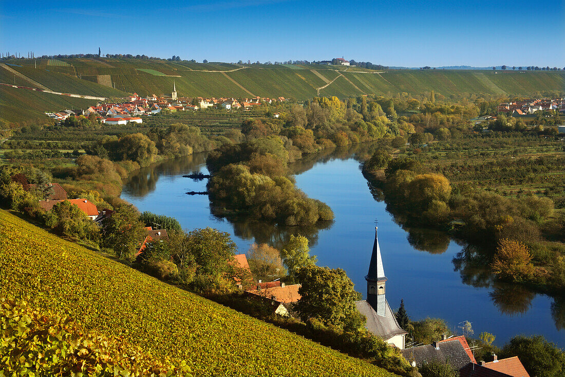 Blick über Weinberge am Main nach Volkach-Escherndorf, Mainfranken, Franken, Bayern, Deutschland