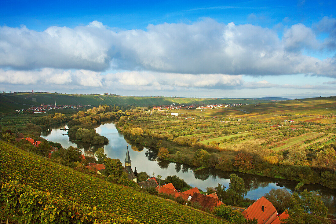 Blick über Weinberge am Main nach Volkach-Escherndorf, Mainfranken, Franken, Bayern, Deutschland