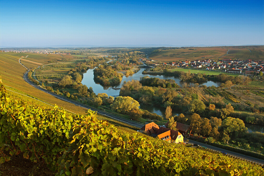 Blick über Weinberge nach Nordheim, Mainfranken, Franken, Bayern, Deutschland