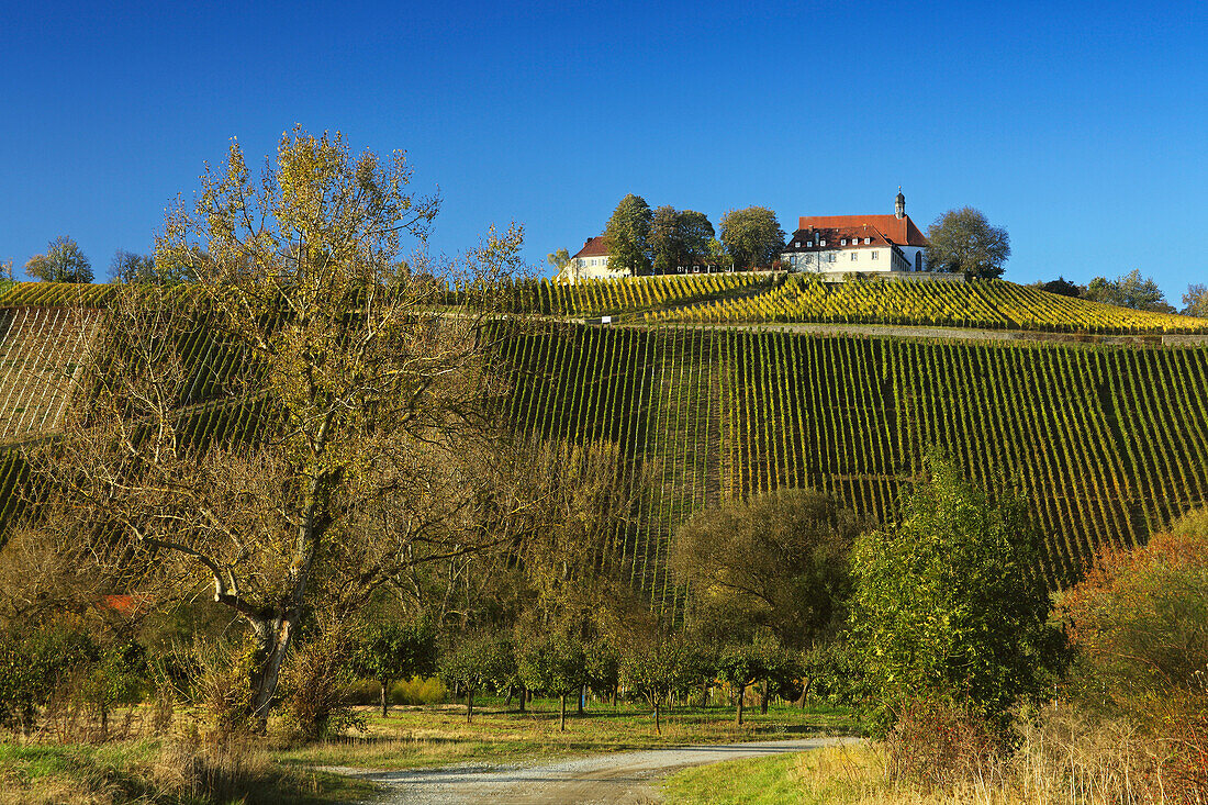 Weinberge und Kloster Vogelsburg, Volkach, Mainfranken, Franken, Bayern, Deutschland