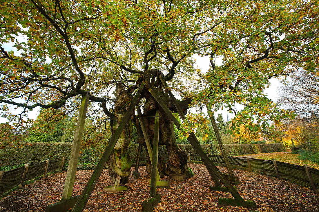 Vehm oak tree, Erle, Muensterland, North Rhine-Westphalia, Germany