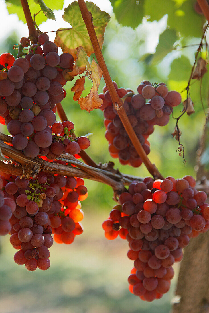 A ripe bunch of grapes, Oberkirch, Baden-Wurttemberg, Germany