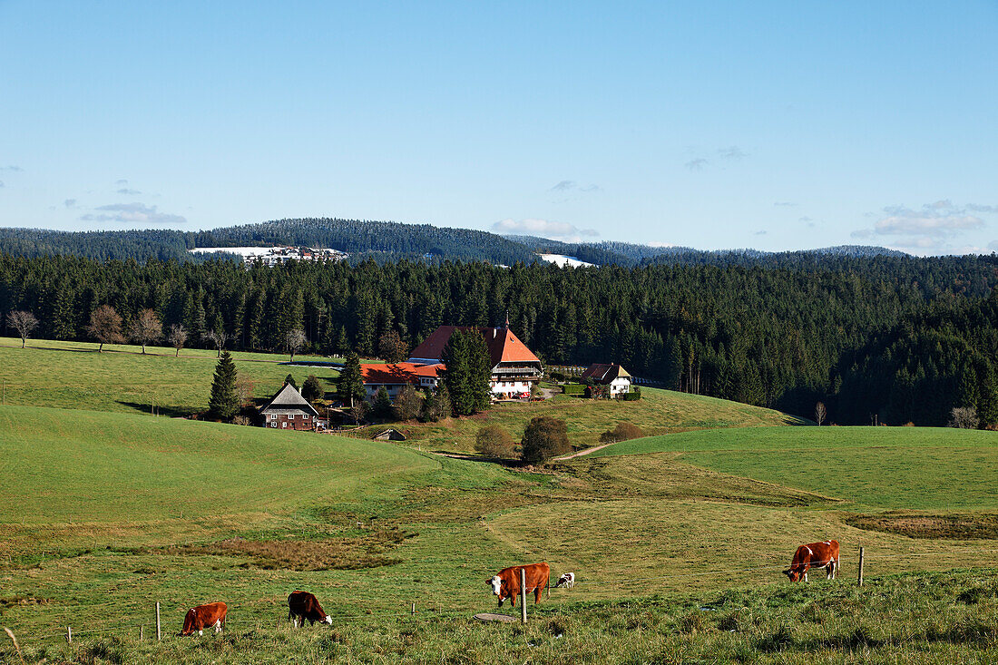 Oberfallengrundhof, Furtwangen, Baden-Wurttemberg, Germany