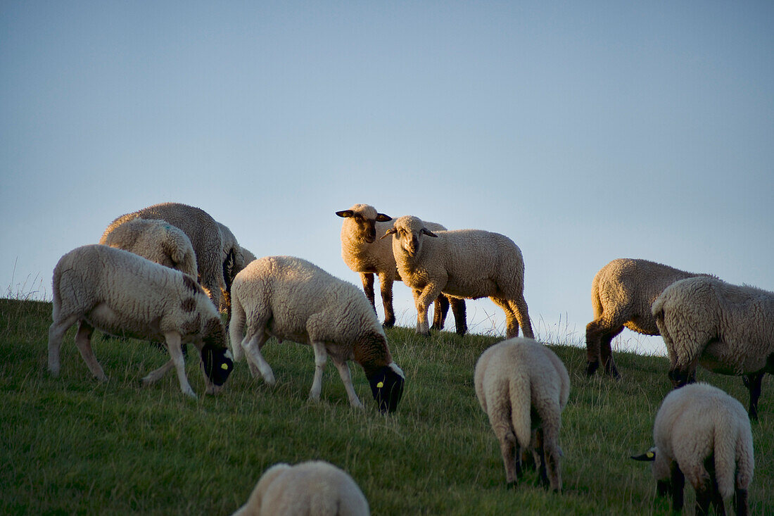 Sheep on dyke, Pilsum, East Frisia, Lower Saxony, Germany