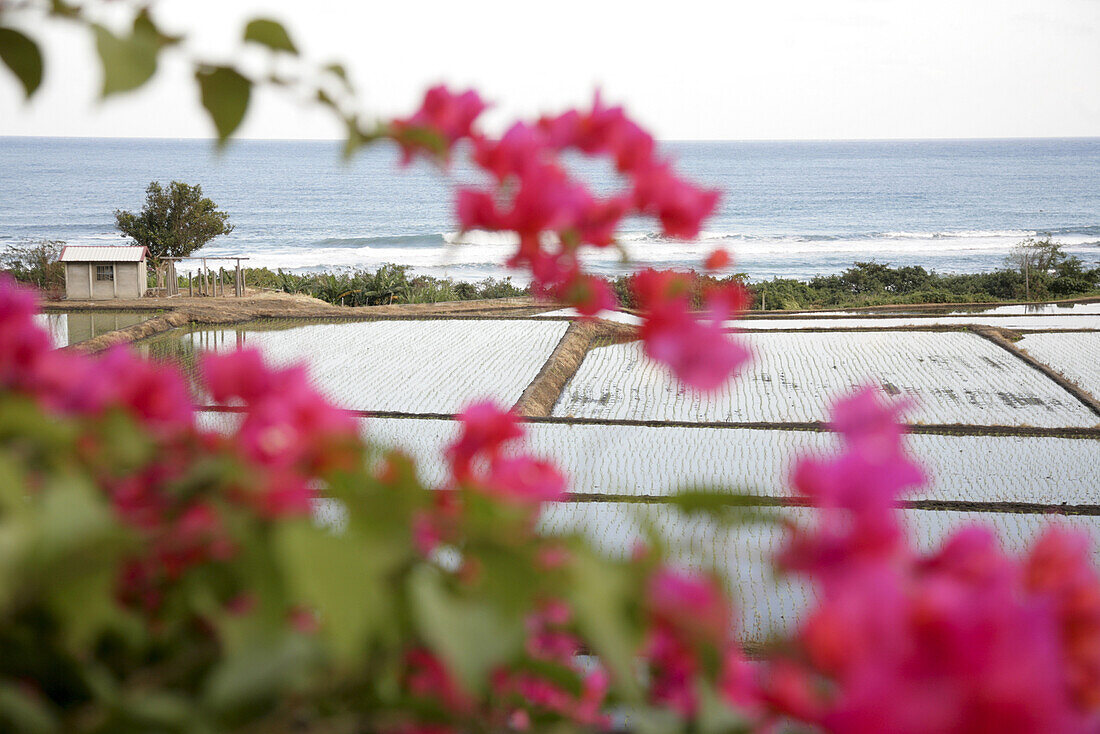 Pink flowers in front of rice fields at the east coast of Taiwan, Republic of China, Taiwan, Asia