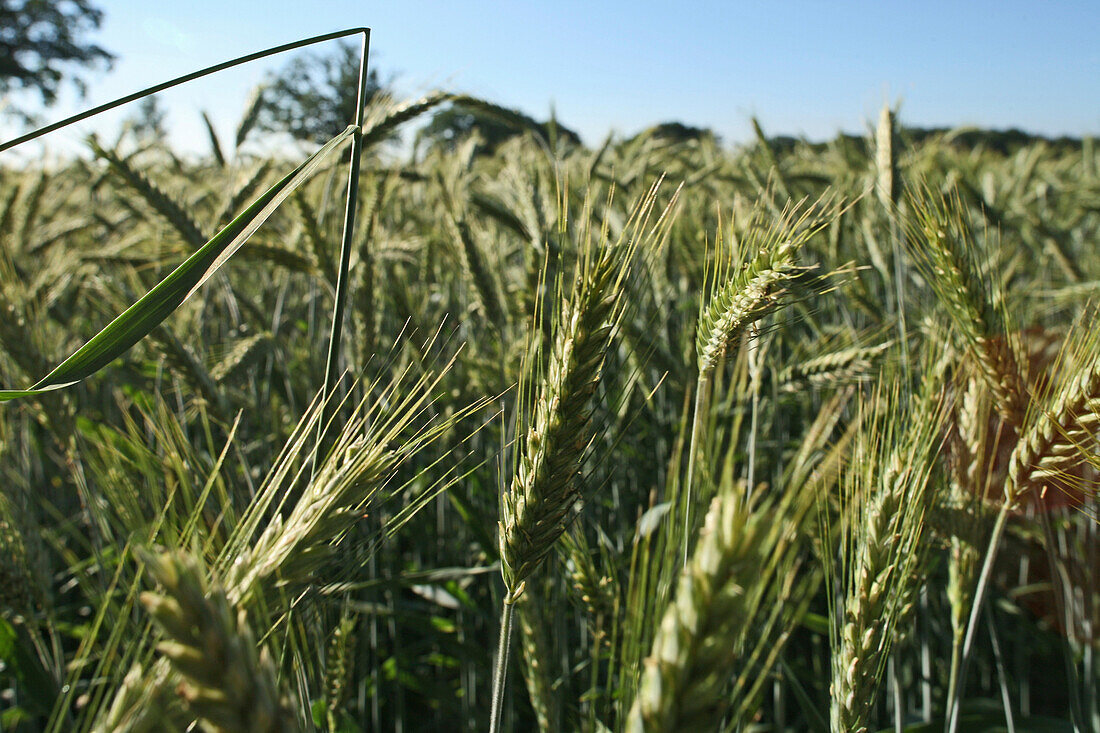 barley field, close-up, Germany