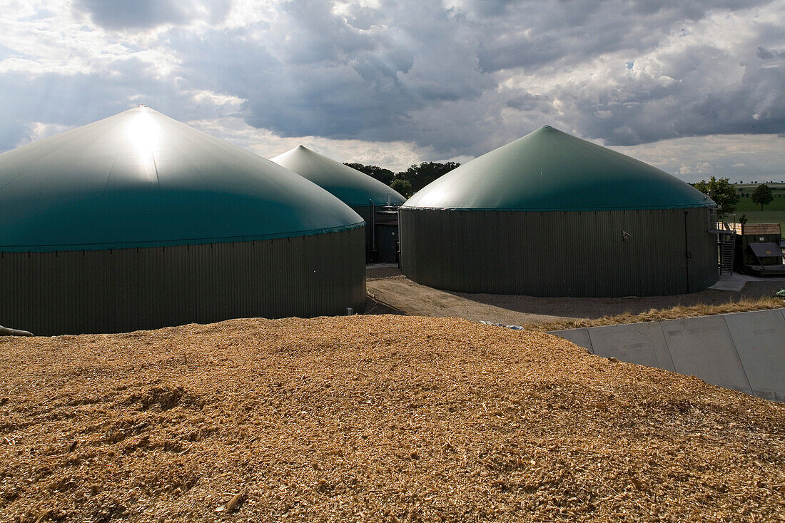 corn silage in hand, biogas plant near Hanover, Germany