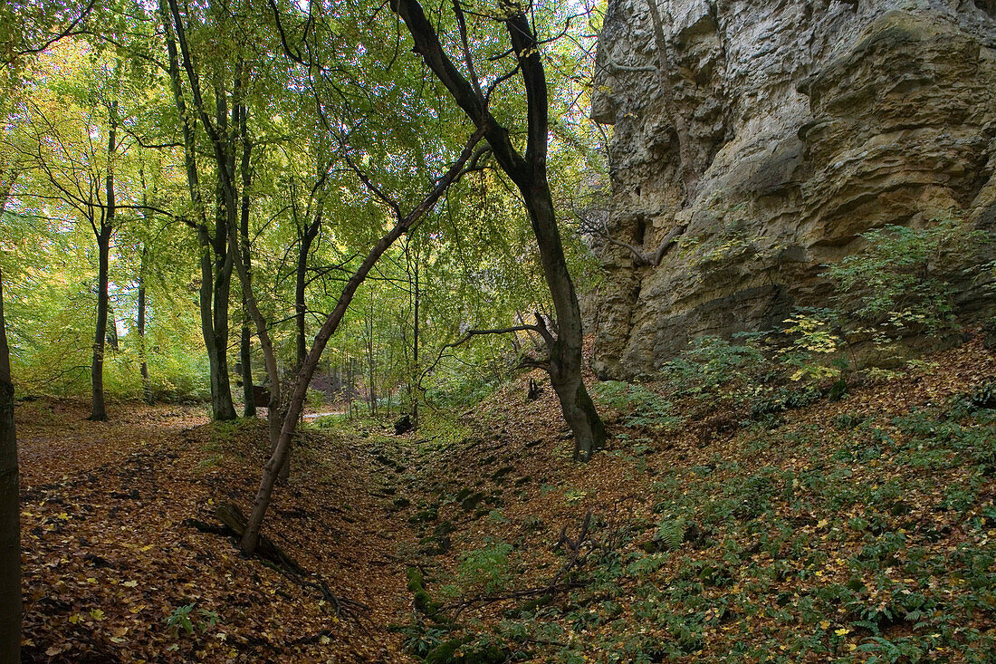 hiking trail in the Deister hills, near Hanover, Lower saxony, northern Germany