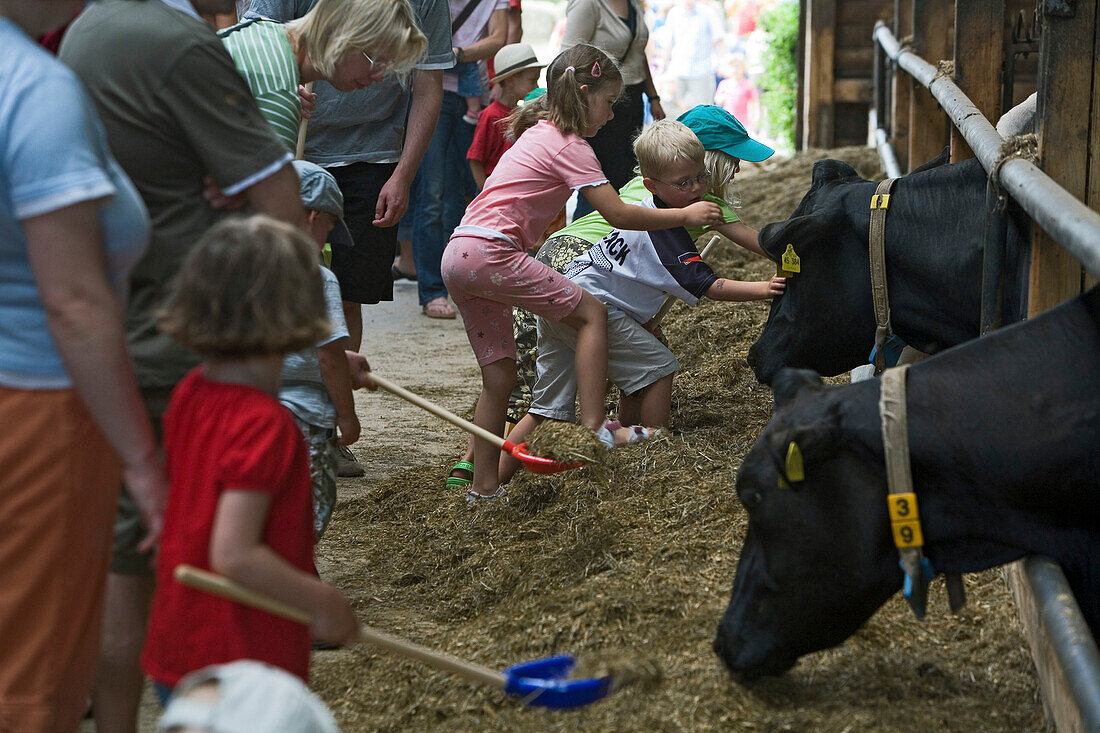 Kinder bestaunen Kühe beim Milchfest auf dem Hemme-Hof in Wedemark-Sprockhof, Kühe, Stall, Futter, Besucher