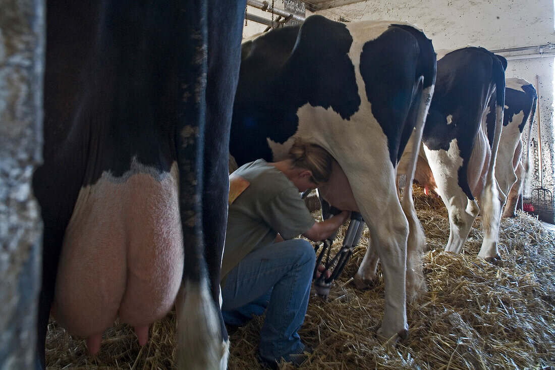 udder, milking, dairy cows in stall, Hemme, northern Germany