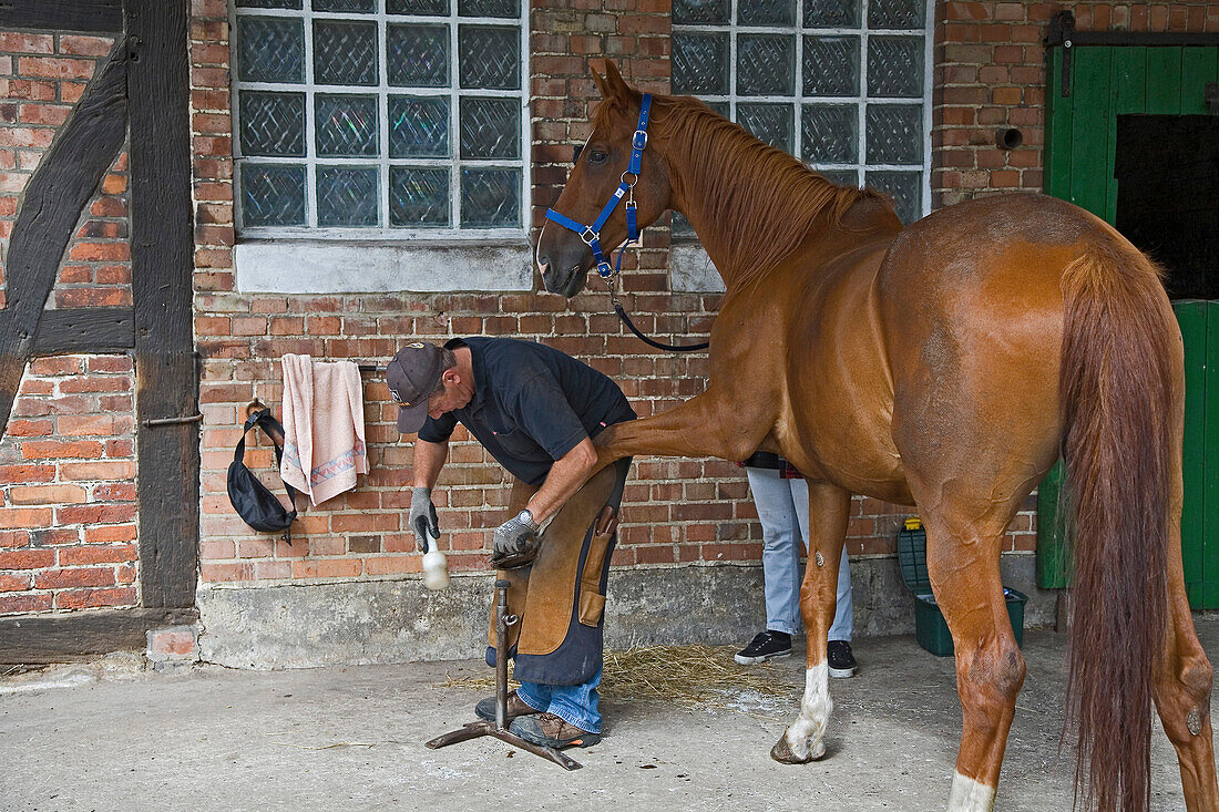 horse, smith fixes Horseshoe, farm house