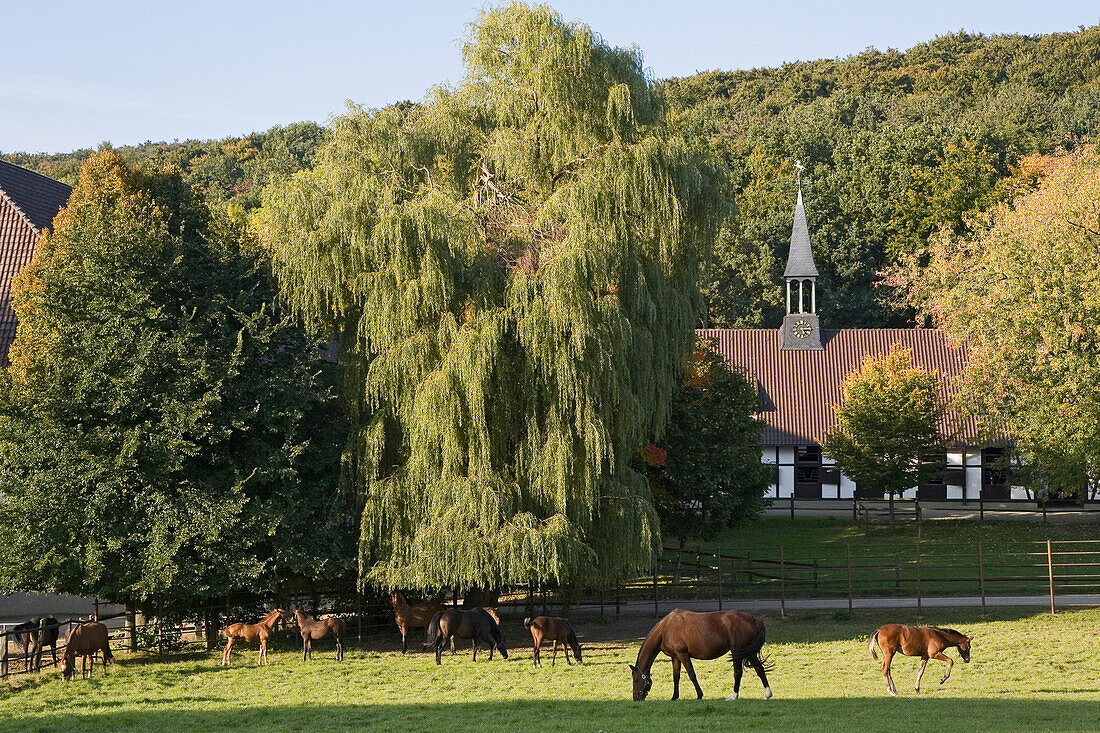 Gestüt Webelsgrund, Trakehner-Zucht der Familie Erdsiek, Pferde auf der Weide, Bäume, Trauerweide, Stallungen, Türmchen mit Pferdefigur, Fachwerk