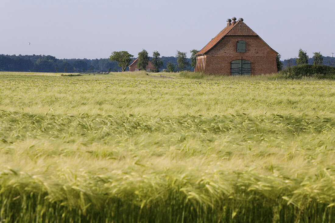 Scheune an einem Gerstenfeld, bei Hannover, Niedersachsen, Deutschland