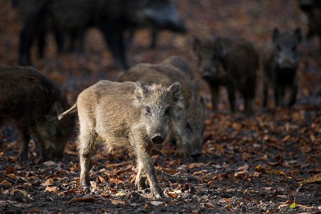 Wildschweine im Saupark Springe, Frischling blickt in die Kamera