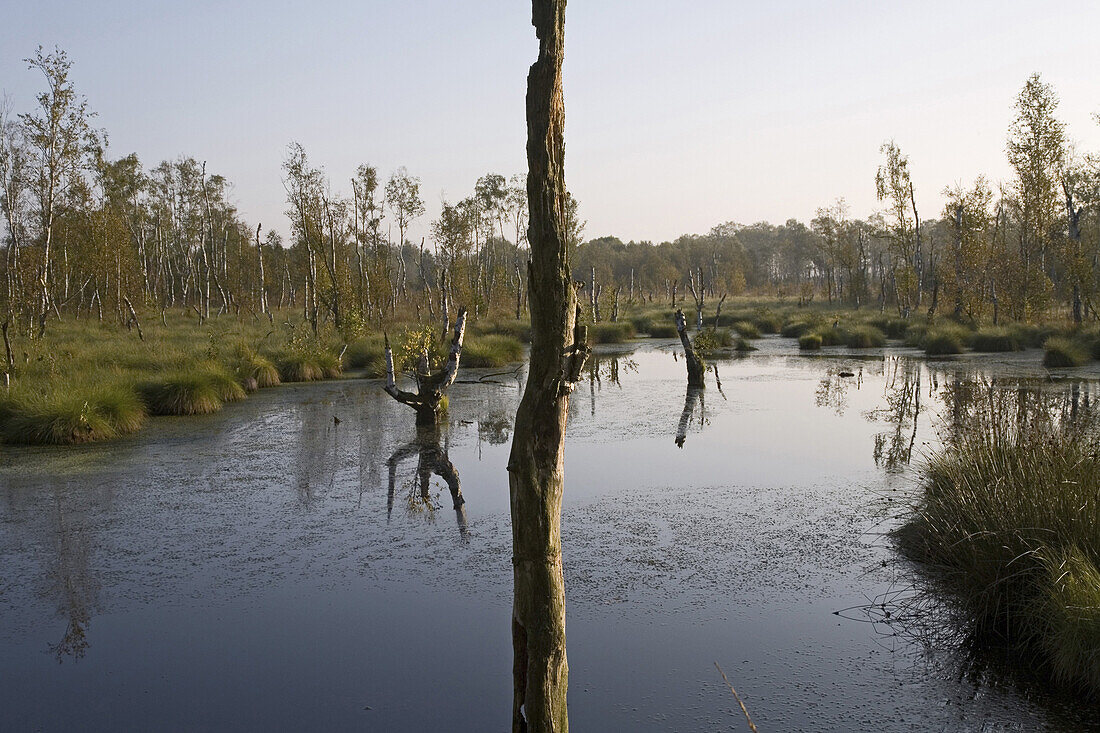 Landschaft, Totes Moor, Niedersachsen, Deutschland