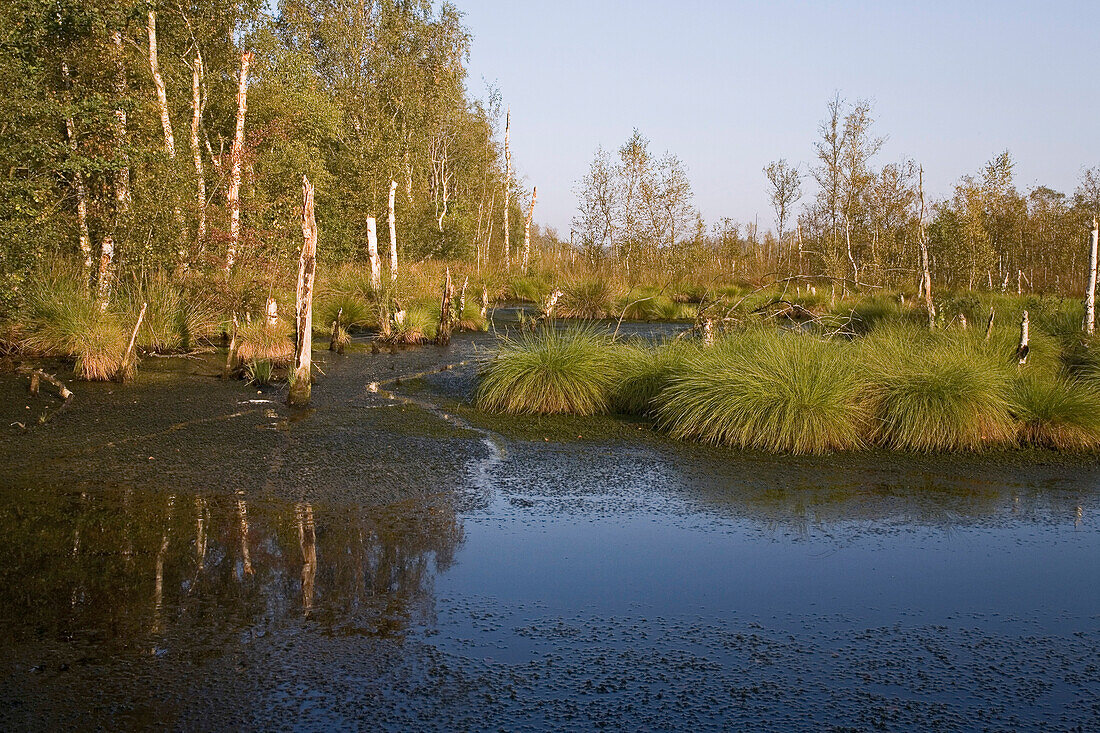 Im Toten Moor, Birken, Wasserfläche, Moorlandschaft