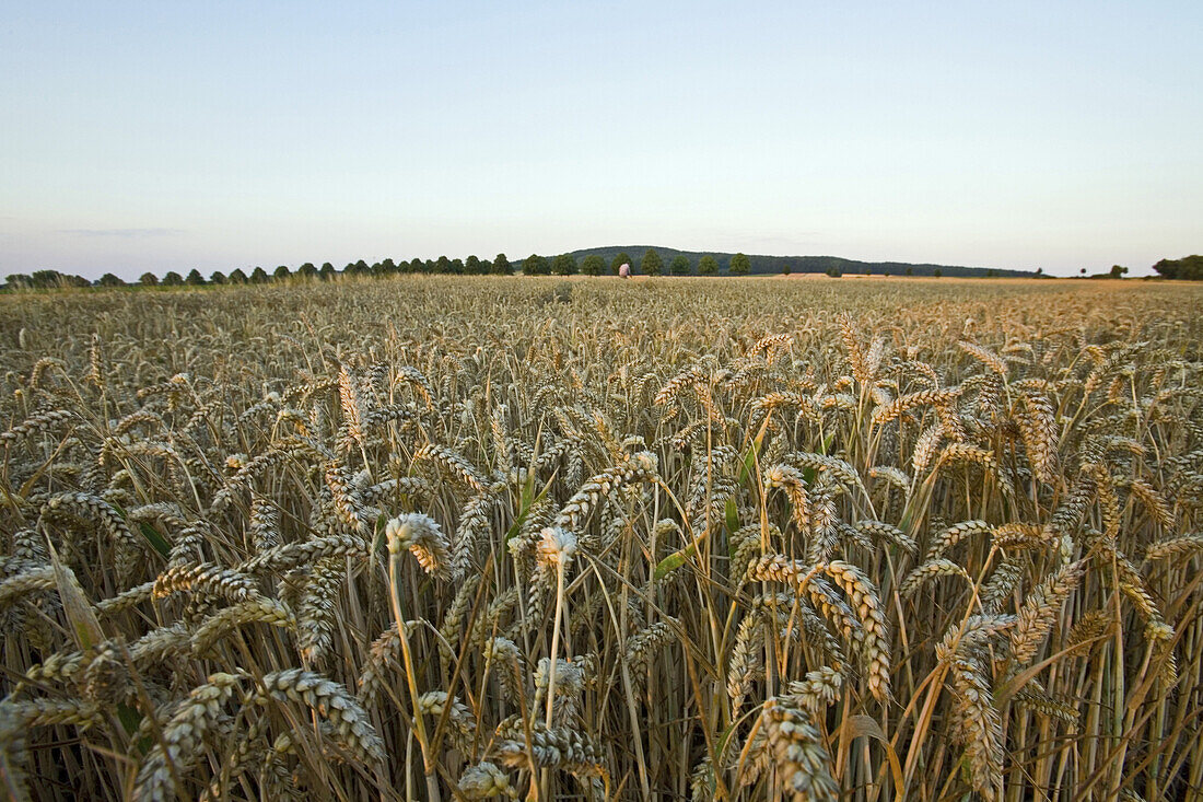 Reifes Weizenfeld, bei Hannover, Niedersachsen, Deutschland