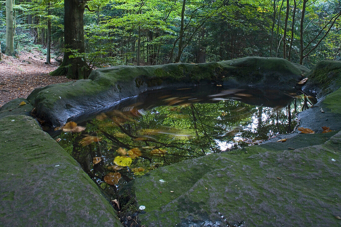 Alte Taufe im Deister, Sandsteinblock mit natürlichem Wasserbecken, umgeben von Bäumen