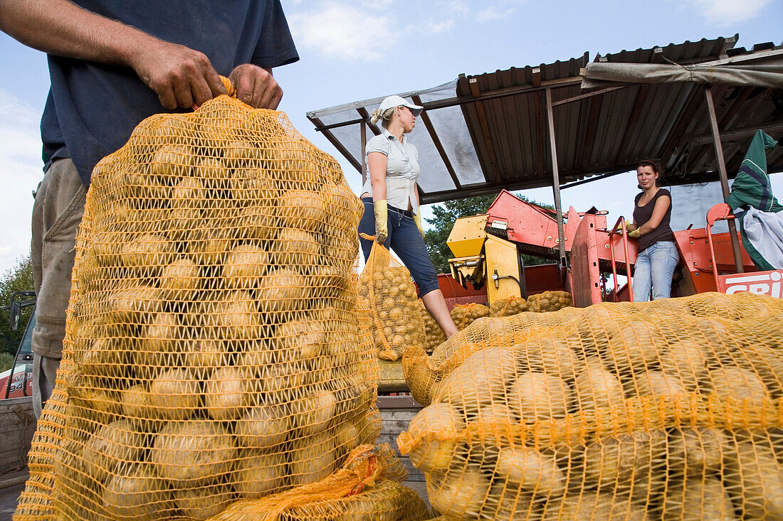 Kartoffelsäcke bei der Kartoffelernte, Sortiermaschine, Arbeiterinnen