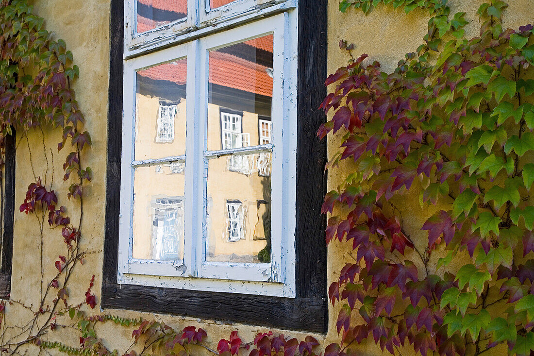 Altes Sprossenfenster umrankt von Wein, Spiegelung, Kloster Mariensee