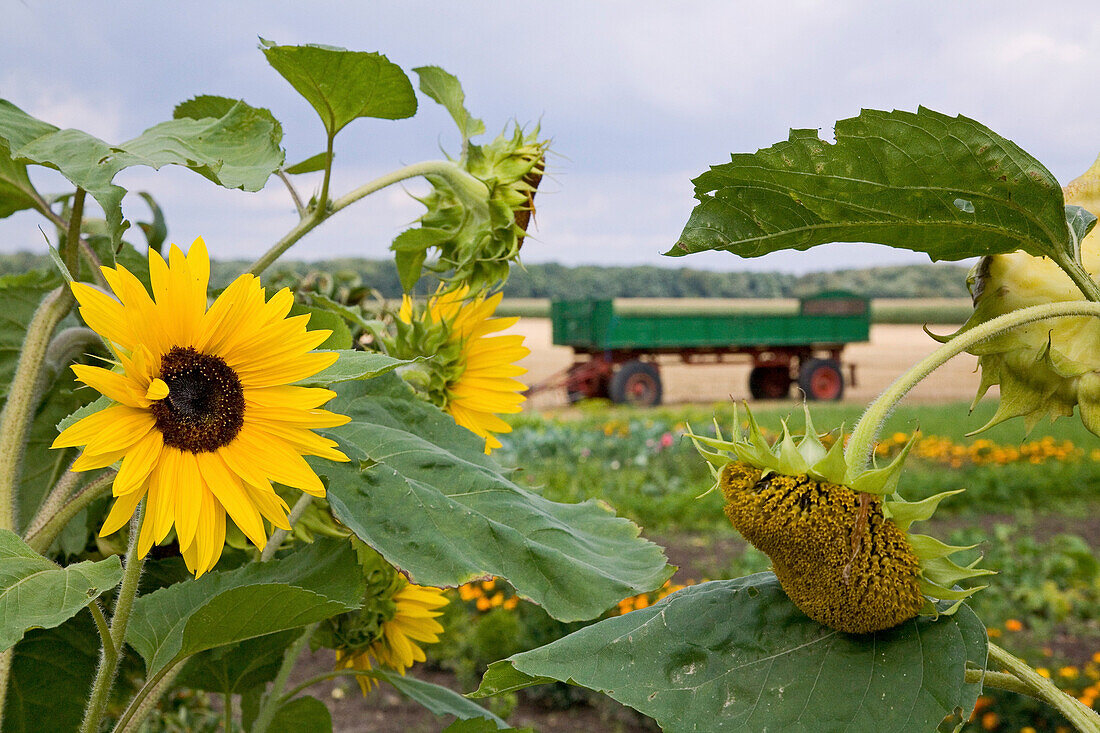 sunflowers, trailer, Germany