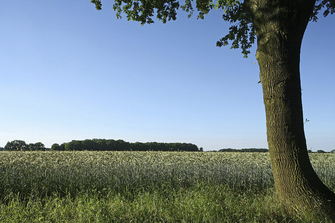 Barley field near Hanover, Lower Saxony, Germany