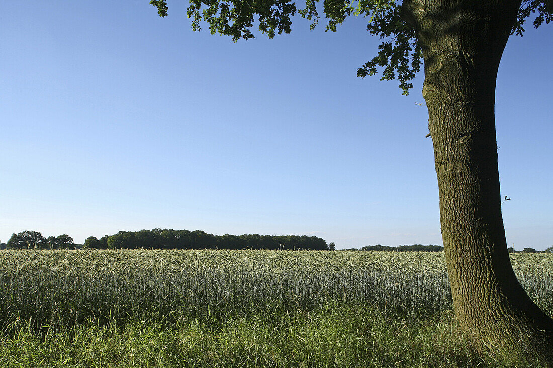 Gerstenfeld bei Hannover, Niedersachsen, Deutschland