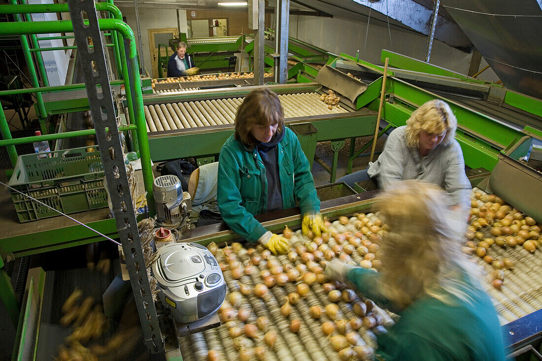 Zwiebeln werden auf dem Förderband sortiert, Zentallager Uetze-Dollbergen, Frauen, Halle, Arbeiterinnen