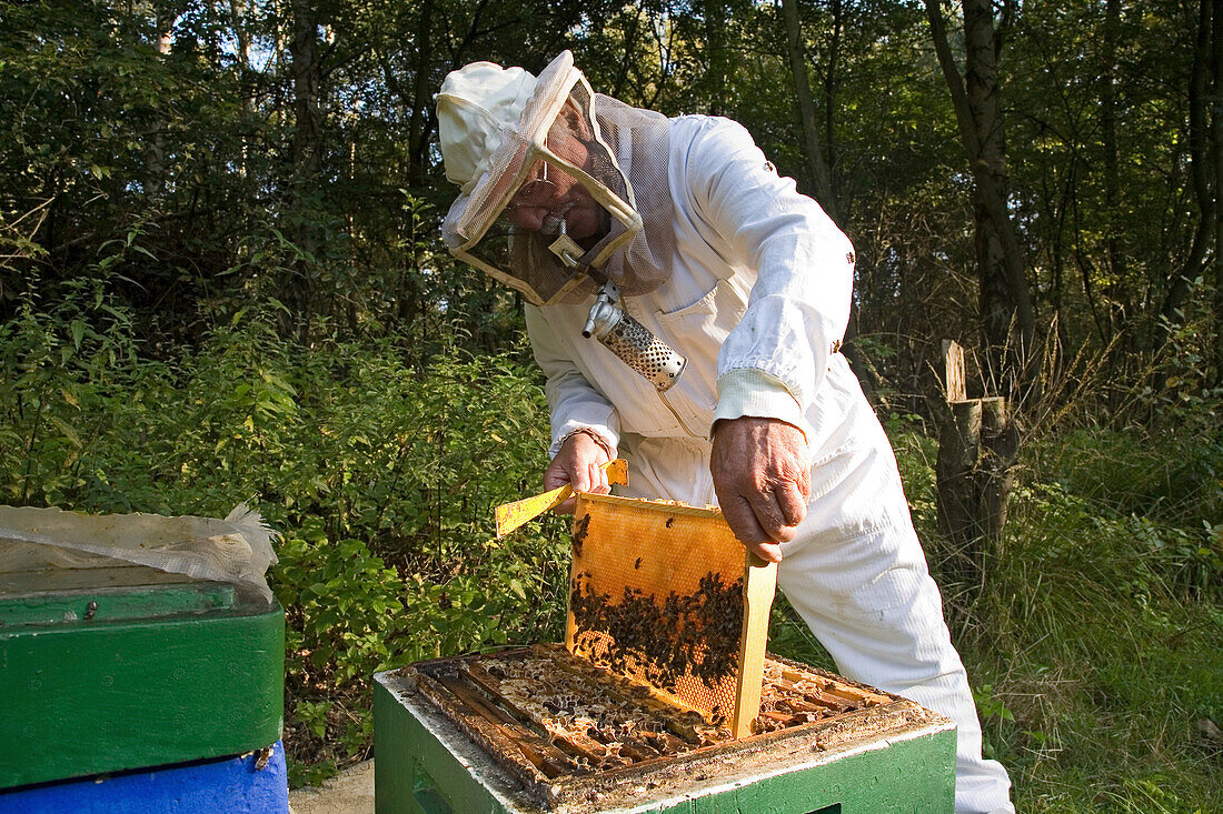 beekeeper, with smoke pipe, harvests honey from hives, Lower Saxony, Germany