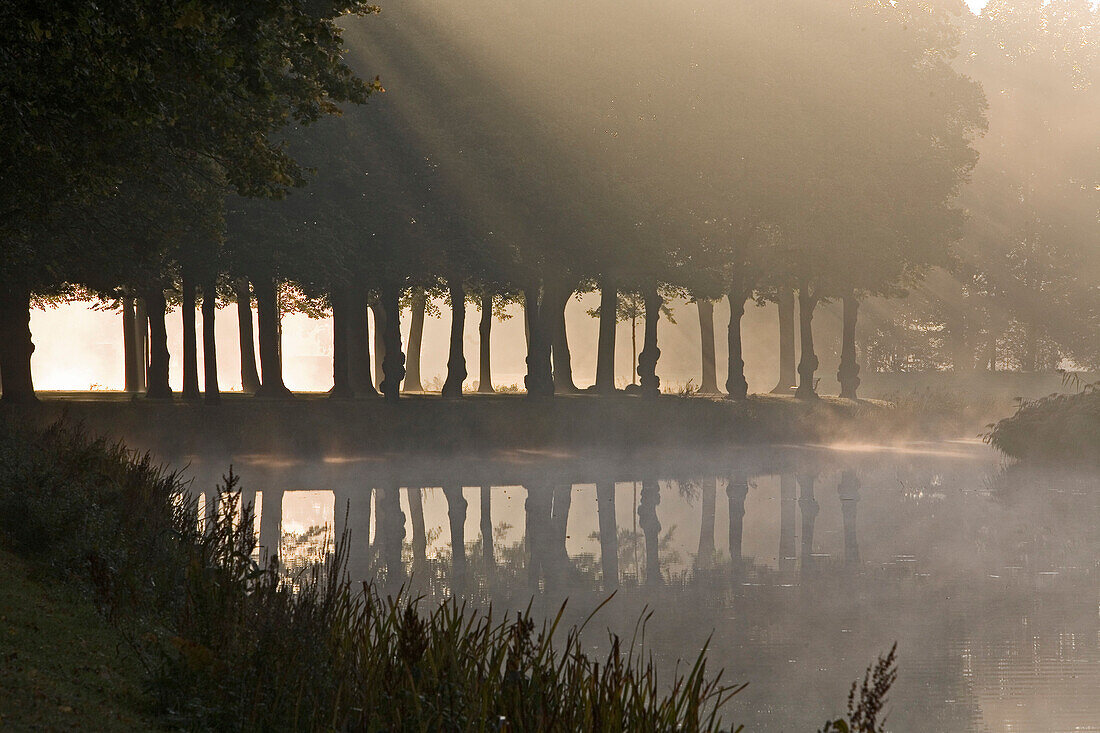 Graft, tree lines, fog, Great Garden Herrenhausen in Hanover, Hanover, Lower Saxony, northern Germany