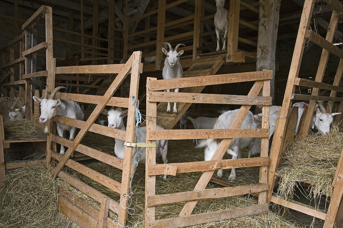 Goat house, Adolphshof manor, Haemelerwald, Lower Saxony, Germany