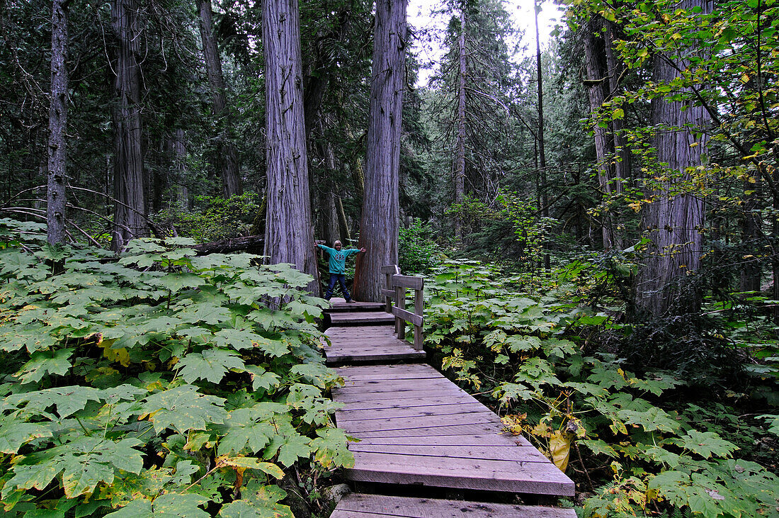 Kind auf dem Giant Cedars Boardwalk, Mount Revelstoke National Park, British Columbia, Kanada, MR